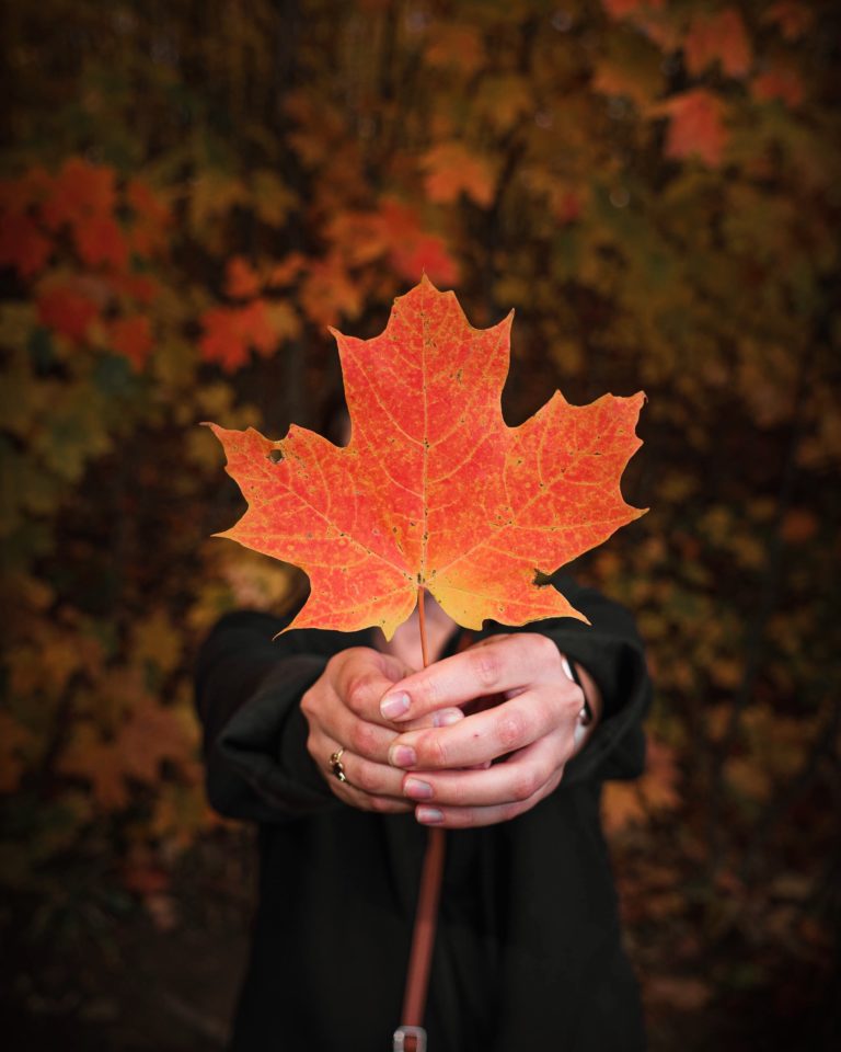 hands holding a maple leaf in fall