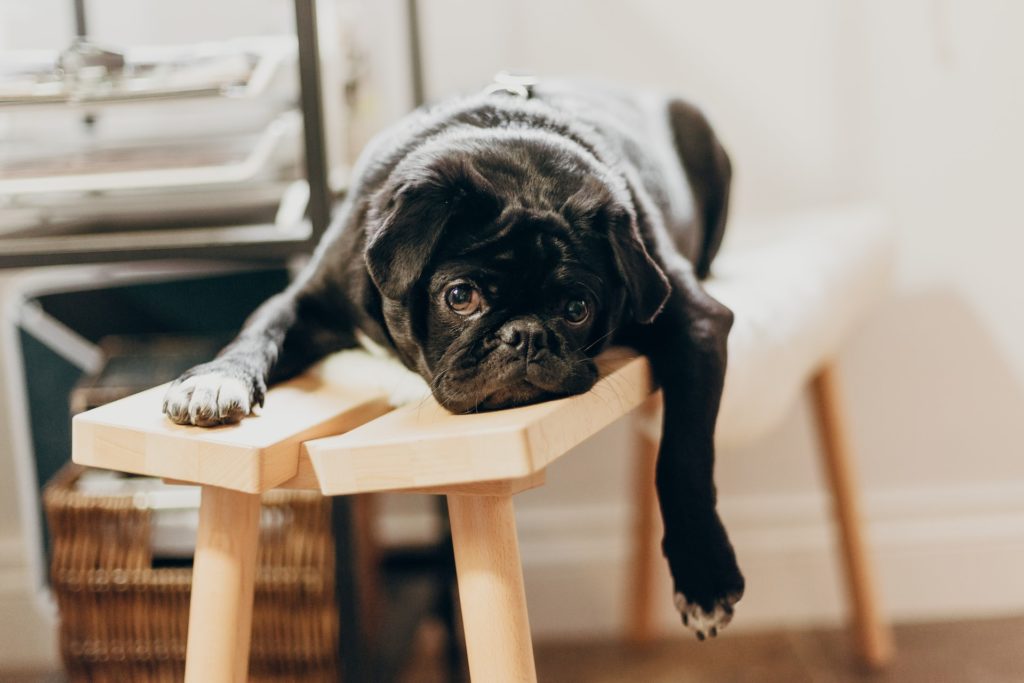 lazy black dog lying on a bar stool