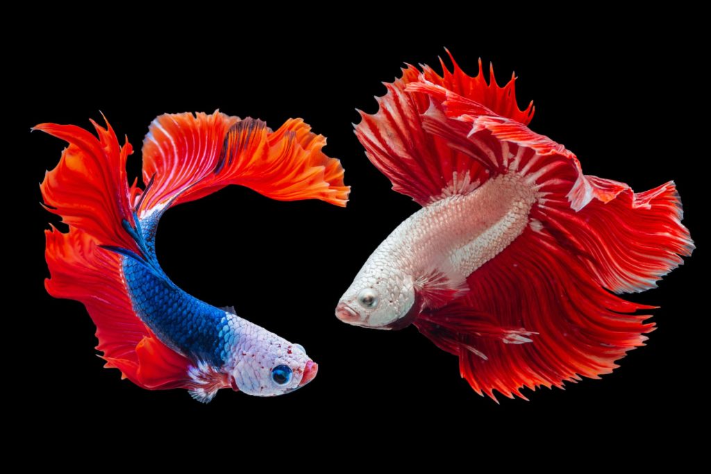 two exotic goldfish swimming with black background